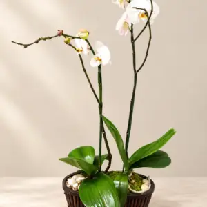 Classic Orchid white Phalaenopsis orchid arrangement with glossy green leaves in a decorative planter by a Santa Monica florist