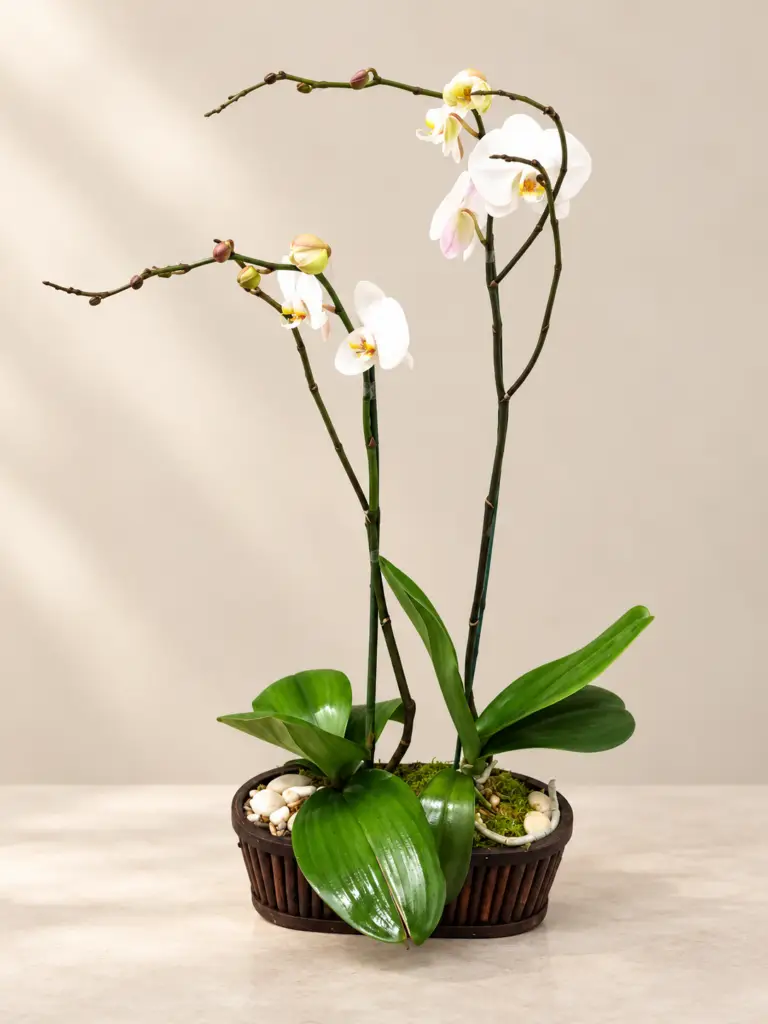Classic Orchid white Phalaenopsis orchid arrangement with glossy green leaves in a decorative planter by a Santa Monica florist