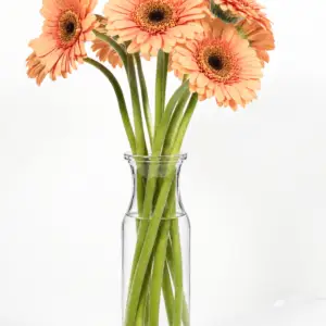 Gerbera Delight arrangement with pink, apricot-peach, and white gerbera daisies in a clear glass vase by a Santa Monica florist