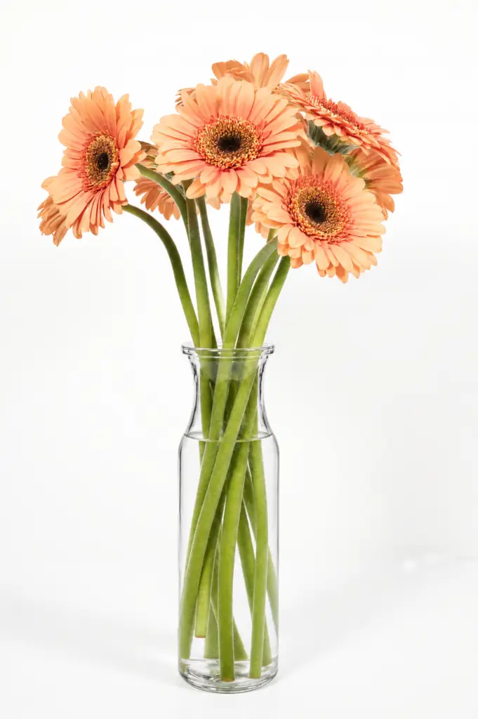 Gerbera Delight arrangement with pink, apricot-peach, and white gerbera daisies in a clear glass vase by a Santa Monica florist