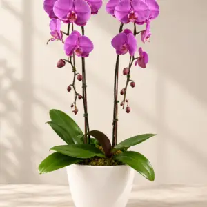 White Cascading Orchid Phalaenopsis plant in a refined planter by a Santa Monica florist